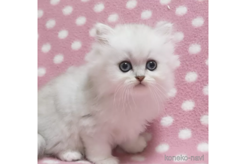 成約済の愛知県のペルシャ(チンチラ)-88171の2枚目